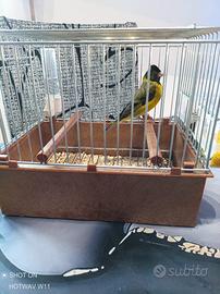 Lucherino testa nera