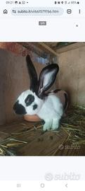 Conigli papillon