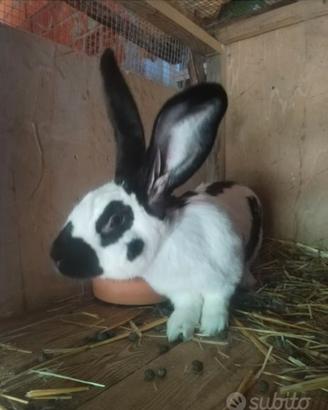 Conigli papillon