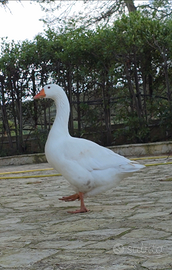 Esemplare di oca Romagnola maschio