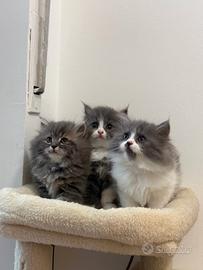Gattina Persiano Blue White
