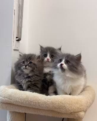 Gattina Persiano Blue White
