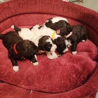Cuccioli di lagotto romagnolo con pedigree - roma