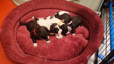Cuccioli di lagotto romagnolo con pedigree - roma