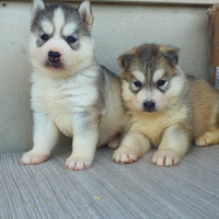 Siberian husky pedigree Enci