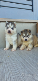 Siberian husky pedigree Enci