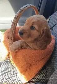 Cocker Spaniel fulvi e neri