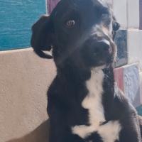 Cucciolo di Beagle/segugio