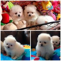 Cuccioli di spitz pomerania maschi femmine