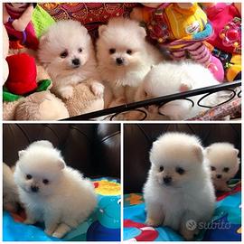 Cuccioli di spitz pomerania maschi femmine