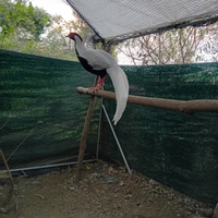 Fagiani argentati di quest anno