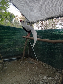 Fagiani argentati di quest anno