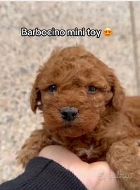 Barboncino mini toy