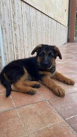Cuccioli pastore tedesco