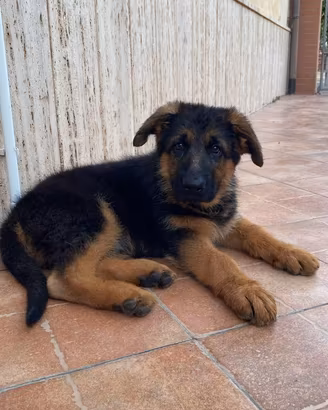 Cuccioli pastore tedesco