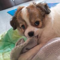 Splendido chihuahua di Alta Genealogia