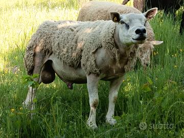 Montone texel