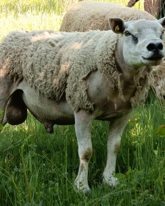Montone texel