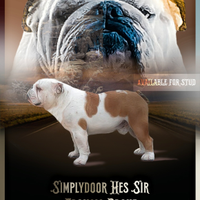 Bulldog inglese x monta