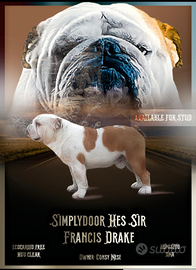 Bulldog inglese x monta