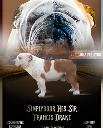 Bulldog inglese x monta