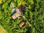 Immagine 10