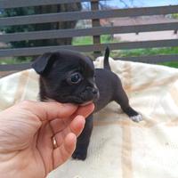 Chihuahua pelo raso toy