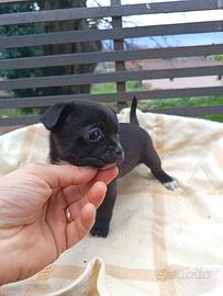 Chihuahua pelo raso toy