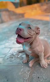 American bully poket per monta