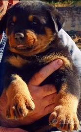 Cuccioli di rottweiler