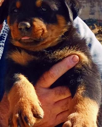 Cuccioli di rottweiler