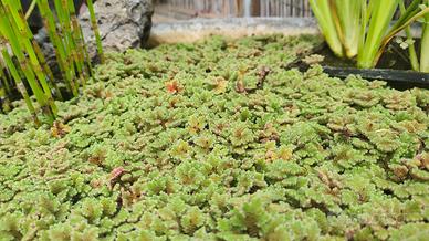 Azolla
