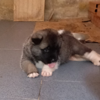 Cuccioli Akita americano