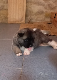Cuccioli Akita americano