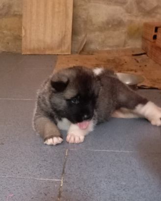 Cuccioli Akita americano