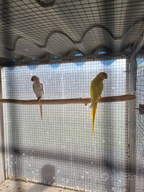 Parrocchettondal collare