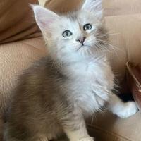 Piccoli maine coon