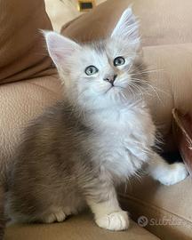 Piccoli maine coon
