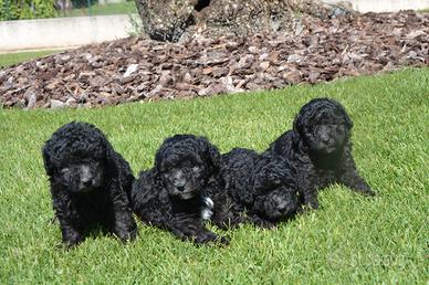 Barboncino, Barboncini, Barbone Silver grigio