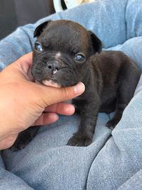 Bulldog francese