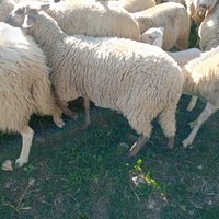 Pecora francese originale