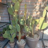 Cactus - 4 piante di opuntia microdasys