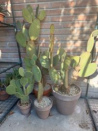 Cactus - 4 piante di opuntia microdasys