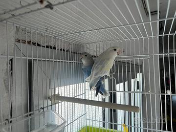 Coppia riproduttiva inseparabili