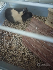 Porcellini d'india (con gabbia e accessori)