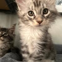 Vendita cuccioli di MAIN COON con pedrigree