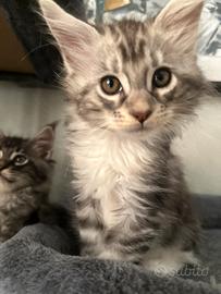 Vendita cuccioli di MAIN COON con pedrigree