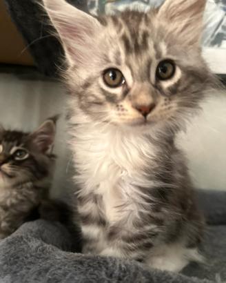 Vendita cuccioli di MAIN COON con pedrigree