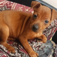 Cucciola pincher
