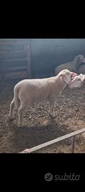 Agnello maschio